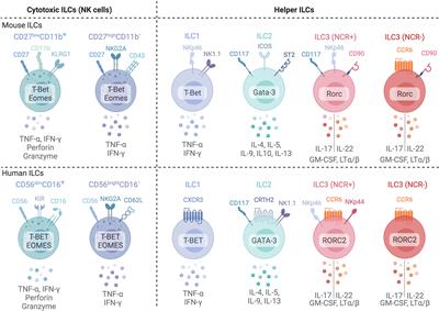 Tissue-Dependent Adaptations and Functions of Innate Lymphoid Cells